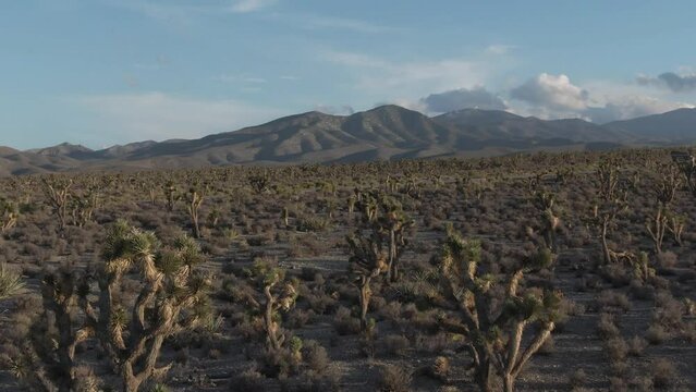 Aerial of Desert Forest with Mountains in the Distance