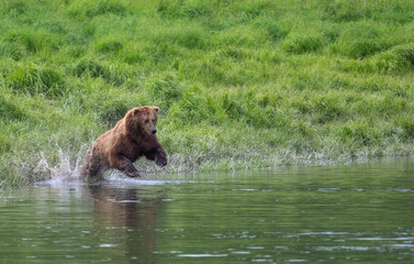 Alaskan brown bear fishing