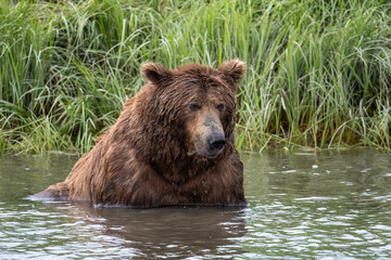 Plakat Alaskan brown bear wading in water