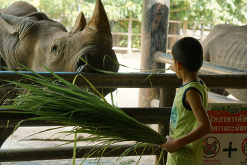 boy feeding grass  Rhinoceros