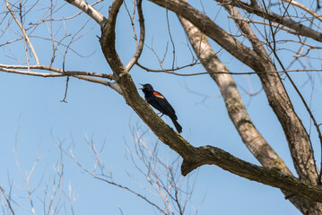 A Red-winged Blackbird Perched On A Tree Limb In Spring