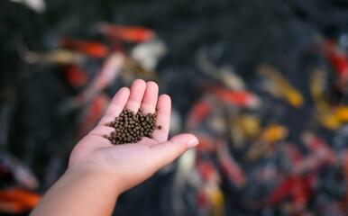 Child's hand holding fish food, and many colorful koi fish on koi fish pond background