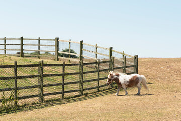 Obraz premium Miniature Shetland