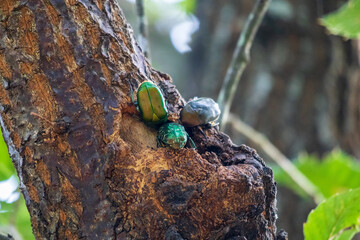食事中のカナブン達(アップ)