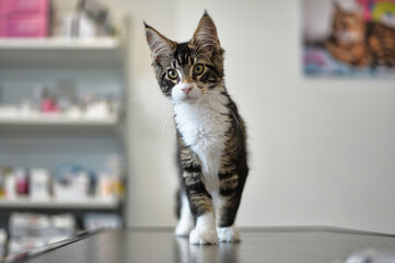 Chaton Mainecoon de 3 mois chez le vétérinaire