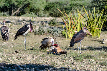 Vultures and Marabouts devouring a mammal carcass in the African savannah