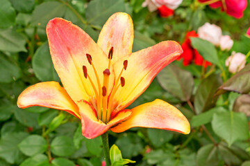 Colorful lily 