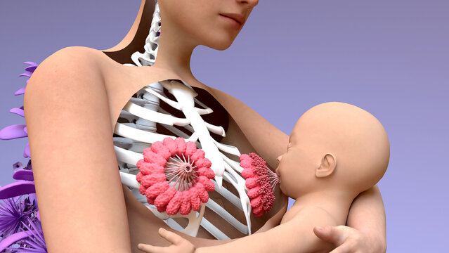 Breastfeeding, Woman feeding a baby, lactation process of producing and releasing milk from the mammary glands in breasts. 