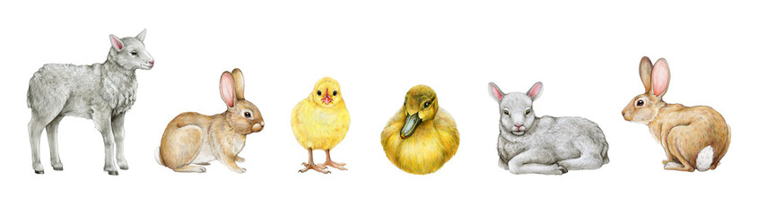 Farm baby animals. Hand drawn illustration. Cute domestic farm baby animals set. Hand drawn realistic lamb, chick, bunny, duckling. White background.