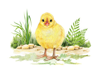 Chick on the ground with green grass. Hand drawn illustration. Small newborn baby chicken. Tiny yellow fluffy chick standing on the grass. Small farm baby bird. White background.