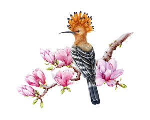 Hoopoe perched on magnolia tree branch. Watercolor illustration. Hand drawn realistic hoopoe with pink tender magnolia flowers. Springtime illustration. © anitapol