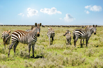 Fototapeta na wymiar Beautiful landscape with zebras in the African savannah