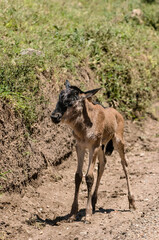Stray baby wildebeest trying to reach its parents from the African savannah
