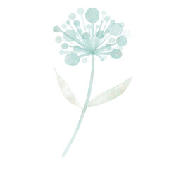 Dandelion blue watercolor hand draw flower summer and spring season.