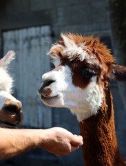 Obraz premium Cute Alpaca close up portrait. Domesticated animal on a farm. Dutch countryside living. Summer day photo. 