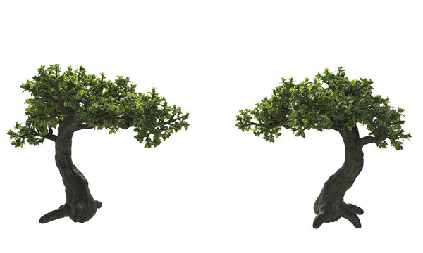 Snowrose trees Serissa branches isolated small plants and branches clipping path on white background