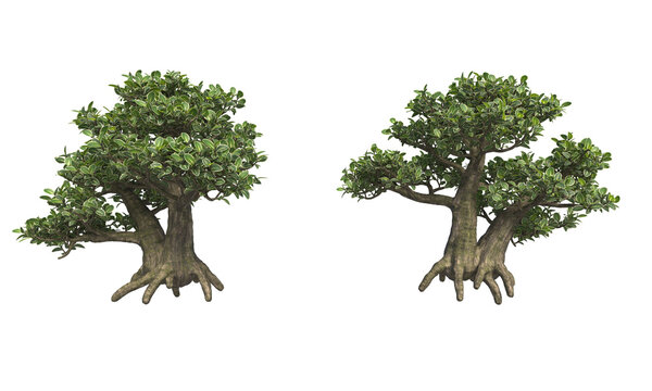 Snowrose trees Serissa branches isolated small plants and branches clipping path on white background