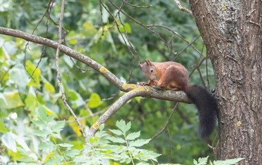 Obraz premium brown squirrel sitting on the branch of a tree at a park