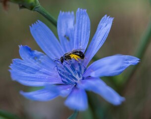 small bee pollinating a blue wildflower