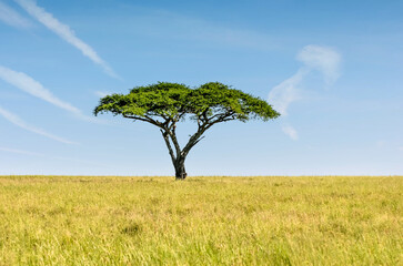 Fototapeta na wymiar Lovely African savannah landscape with acacia trees growing in tall grass