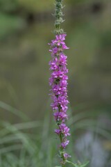 purple loosestrife also known as lythrum salicaria on a riverbank in close up