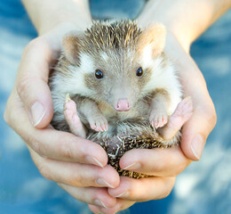 Human's hands holding small hedgehog on blue background. Conservation of wildlife concept © Tatsiana