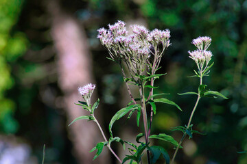 Fleur