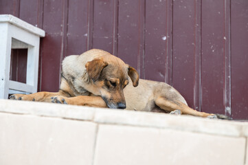 Dog in animal shelter waiting for adoption. Portrait of homeless dog in animal shelter cage.