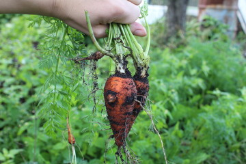 hand holds carrots. Growing vegetables. How carrots grow. Farming vitamins field nutrition seasonal vegetables products