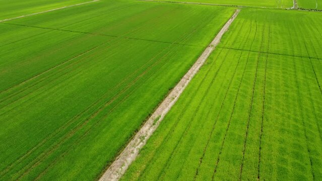 Rice Paddy Agriculture Field in Vercelli Piedmont