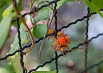 detailed close-up of a Japanese wineberry (Rubus phoenicolasius)