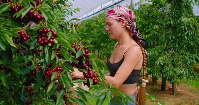 People pick sweet cherries on their own in garden. Self-service. Work in orchard. Real person filmed while working. Agriculture background, dark ripe sweet cherry on tree close-up, fresh berries.