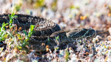 Closeup of a wild rattlesnake hunting in the grass. Back lighting.