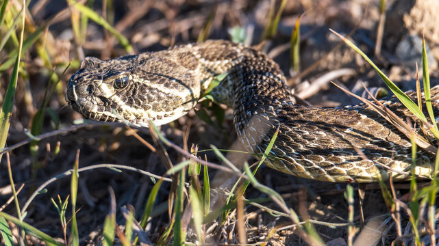 Closeup of a wild rattlesnake hunting in the grass. Back lighting.