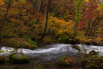 紅葉の奥入瀬渓流