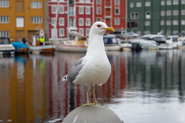 seagull at Trondheim Havn (harbour, harbor) at River Nidelva and Søndre gate Trondheim Trøndelag in Norway (Norwegen, Norge or Noreg)
