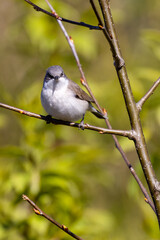 Lesser Whitethroat