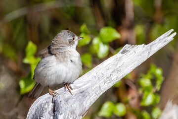 Lesser Whitethroat