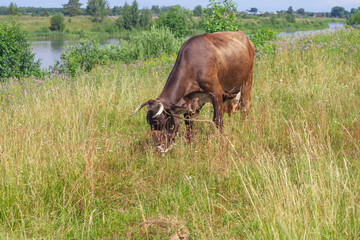 A brown cash cow grazes on meadows in summer