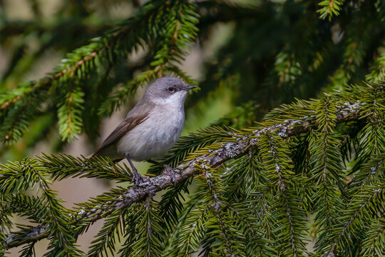 Lesser Whitethroat