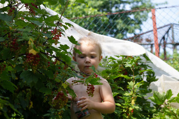Baby girl picks red currant berries from a bush on a hot summer day