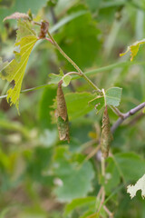 Pests weevils eat the leaves of the plant in summer