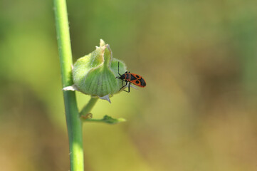 ladybug on a leaf
