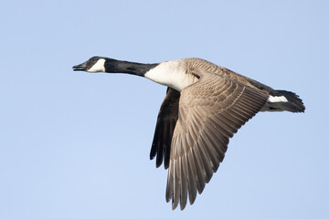 Canada Goose