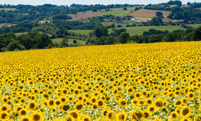 a crop of beautiful Sunflowers (Helianthus) glow golden in the afternoon sun
