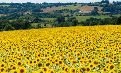 Fototapeta premium a crop of beautiful Sunflowers (Helianthus) glow golden in the afternoon sun