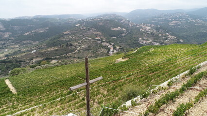 Cloudy weather at the vineyard. Row of vines
