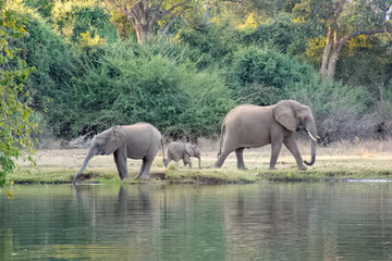 Elephant family by Zambezi River, Zimbabwe