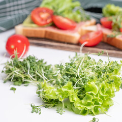 Close-up of fresh microgreens and lettuce. Blurred toasts decorated with microgreens and tomatoes and fresh lettuce in background. White background.