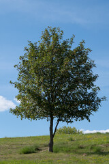 Obraz premium Tree on a hill